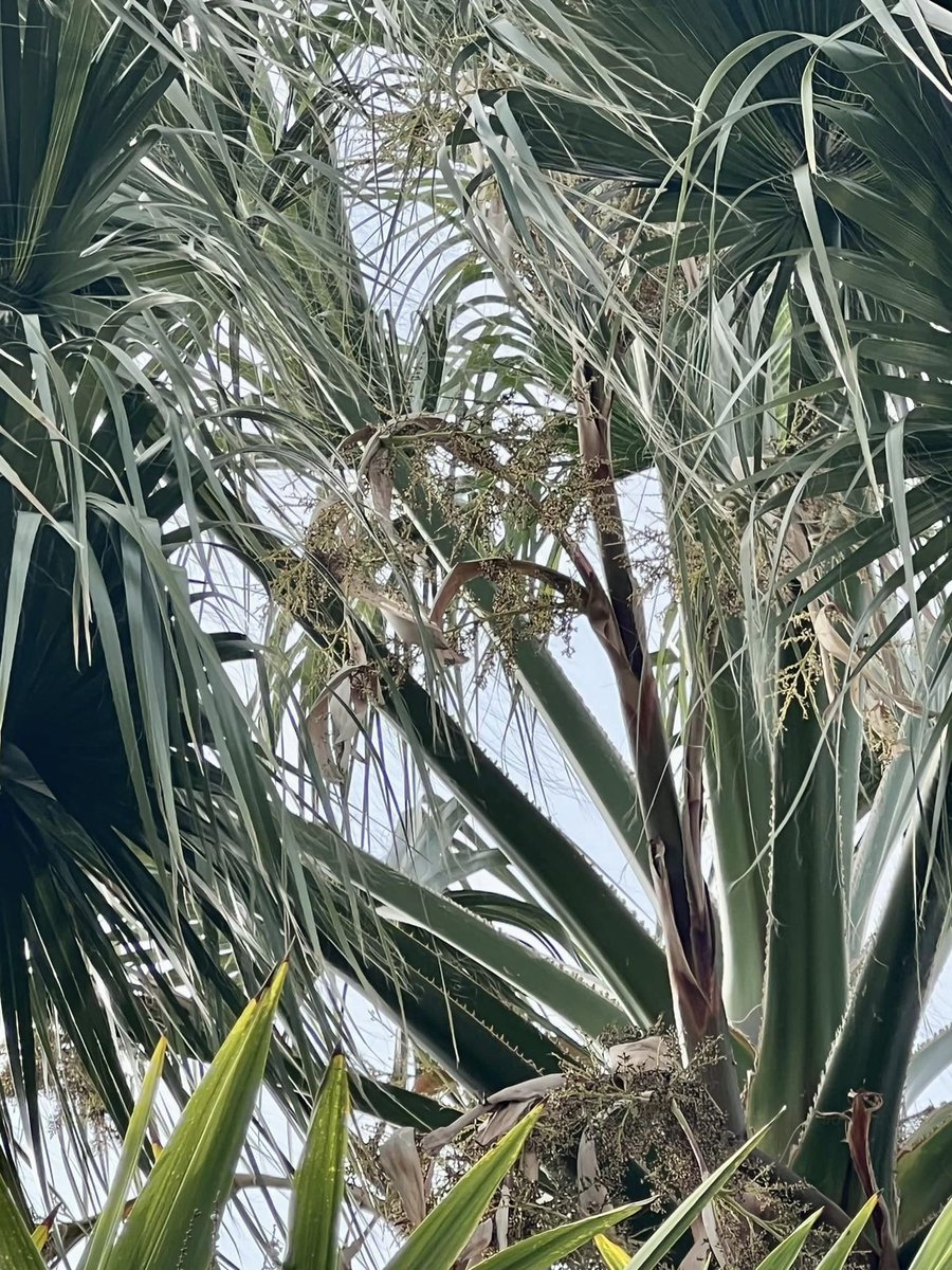 Surrey Palms & Exotics tweet media