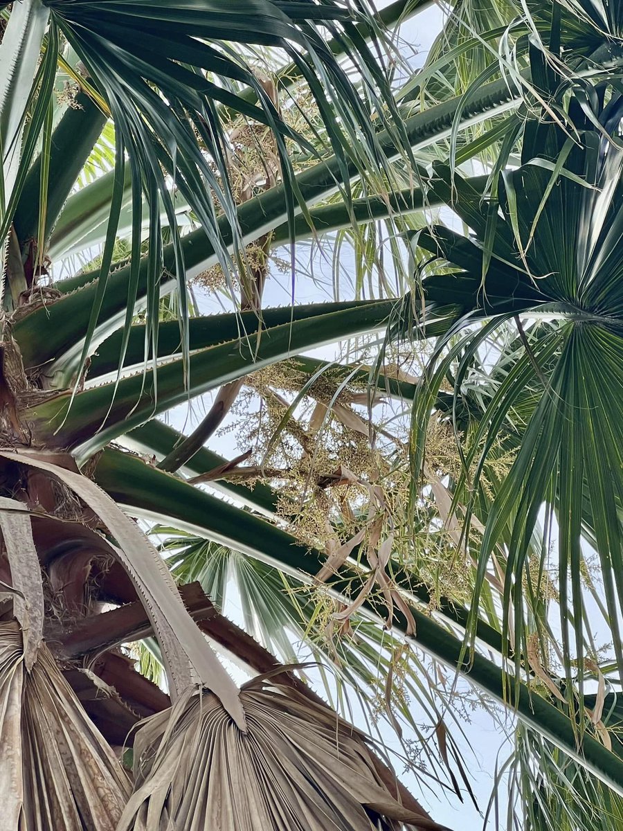 Surrey Palms & Exotics tweet media