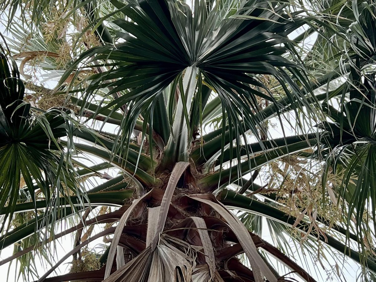 Today I photographed a Washingtonia Filibusta flowering in SW London, which is likely the first ever to be documented in London/UK. There are 5-6 separate flower bracts present with seeds forming too! <a href="/IPS_PalmSociety/">International Palm Society</a> @RobStacewicz @GardenEclectic <a href="/TheStreetTree/">Paul Wood 🌳</a> <a href="/Matthew_Pottage/">Matthew Pottage</a>