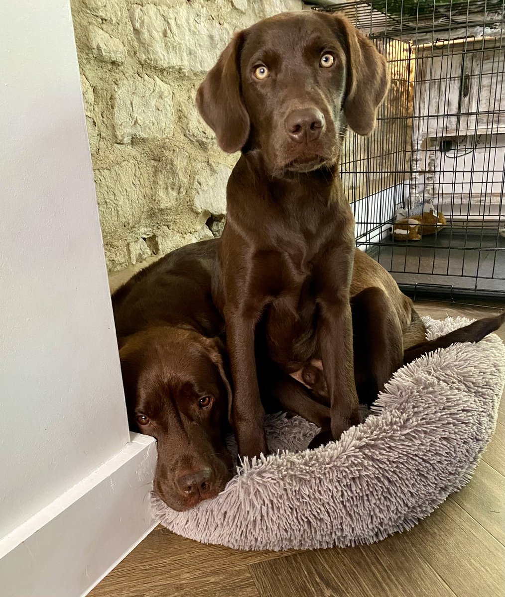 Debscollett's tweet photo. @TheMontyDon Yep same in our house uncle and nephew 🤣 https://t.co/t8Nc8pZVPv