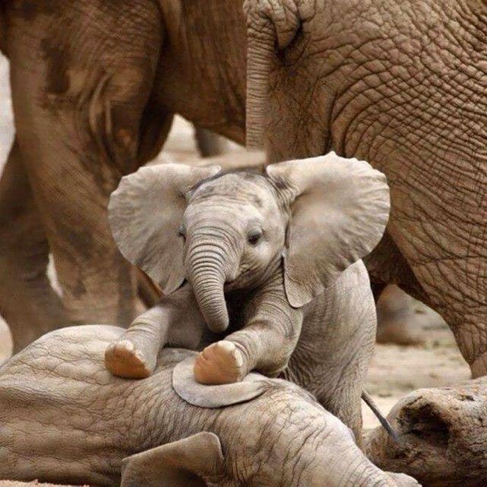 Elebphant's tweet photo. ELEPHAND:DDDDDDDD
OH FUG HERE COME THE CROBOBILE PREDADORS:DDDD https://t.co/jTvxyHoiQH