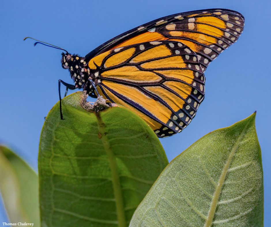 Garden4Wildlife's tweet photo. 📣 Are you #TeamButterfly or #TeamHummingbird?

Celebrate #NationalButterflyandHummingbirdDay by planting the native plants that support these iconic pollinators: https://t.co/orOP9wNtyo 🌻 

#GardenForWildlife https://t.co/WPPfPxOu3m