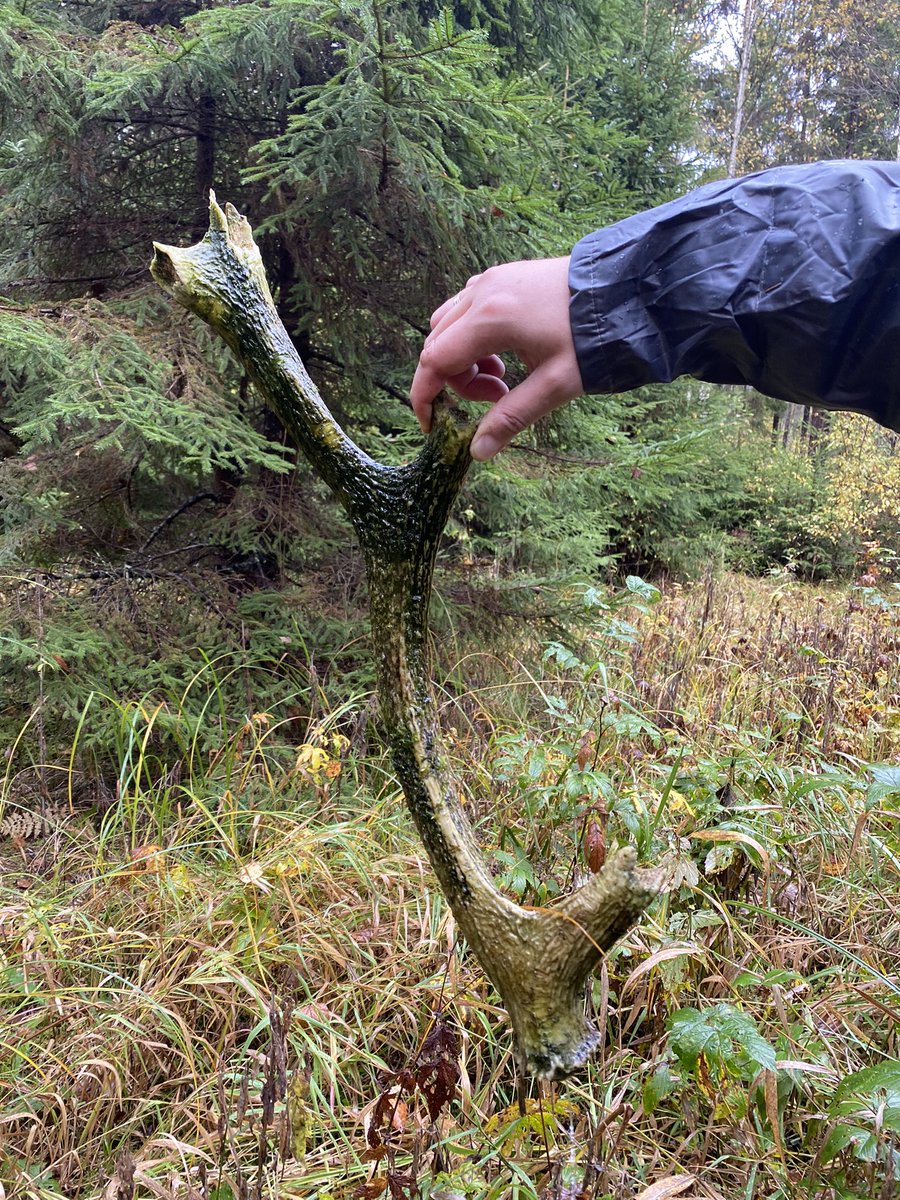 Съездили поискали #ЛА #поиск #собакаспасака