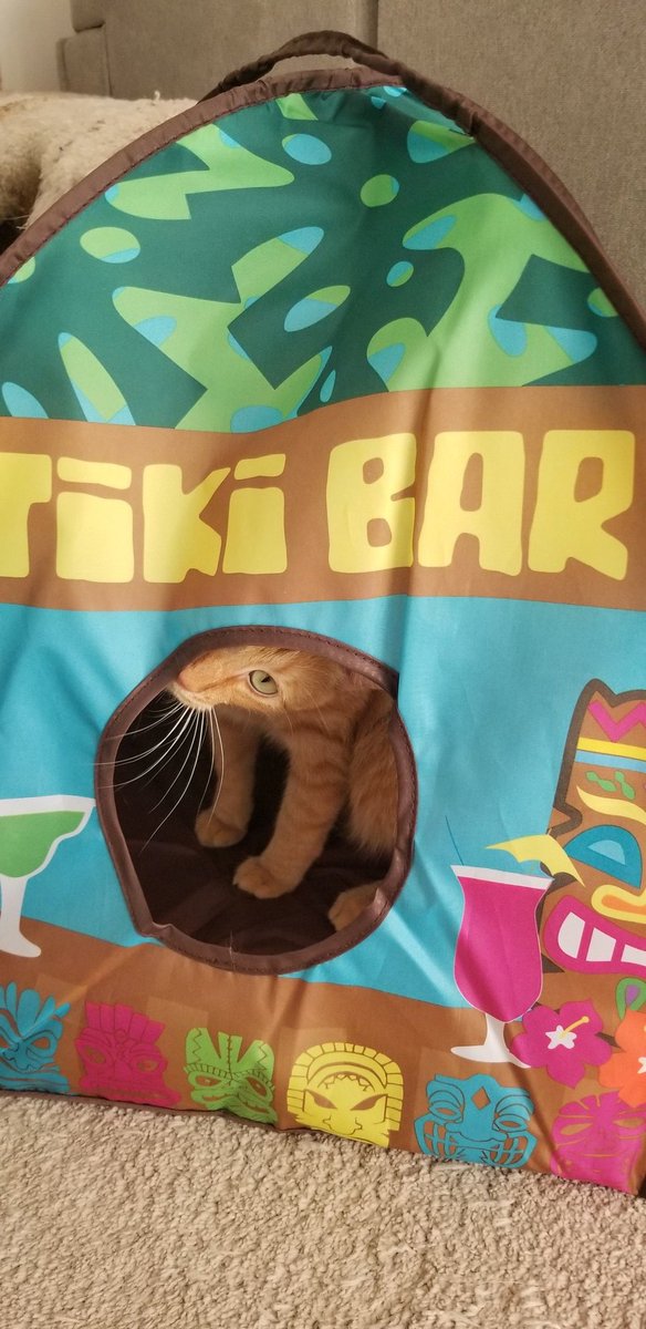 lisau0815's tweet photo. @PickliciousF ❤Dewey❤ just opened a bar. No profits yet sorry to say. 😺 https://t.co/2NkBXMSUlz