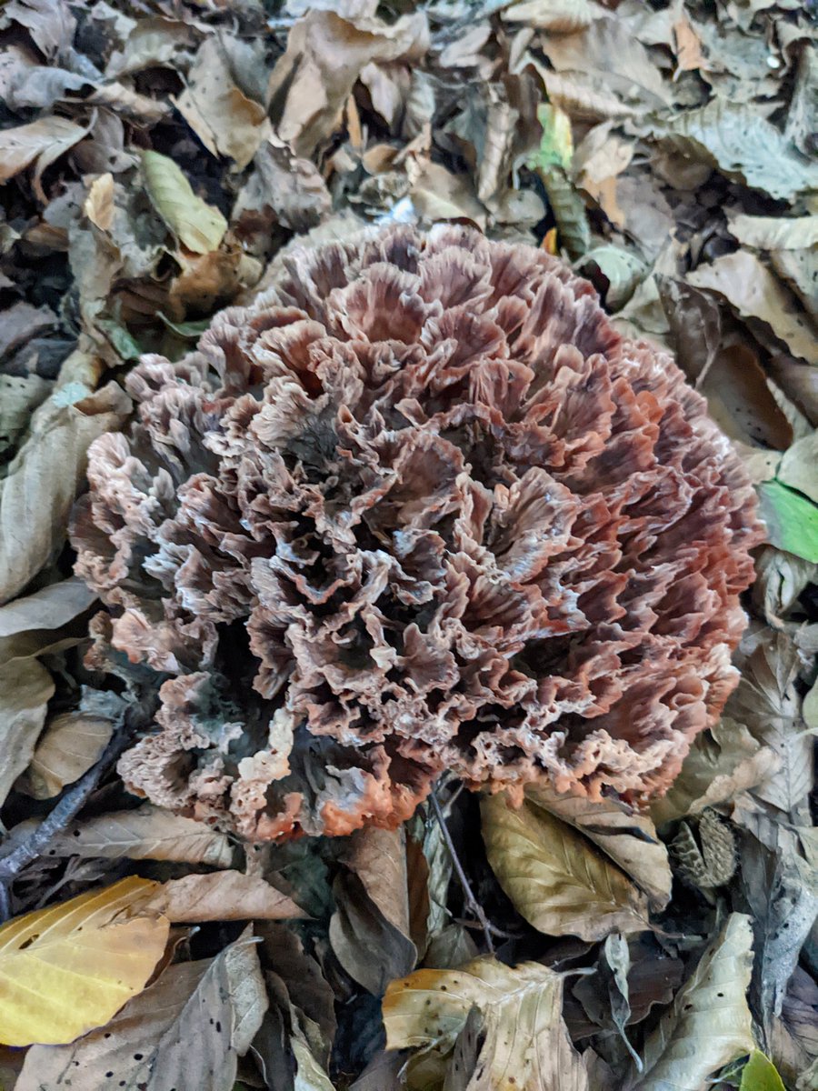 Ben Davis tweet media