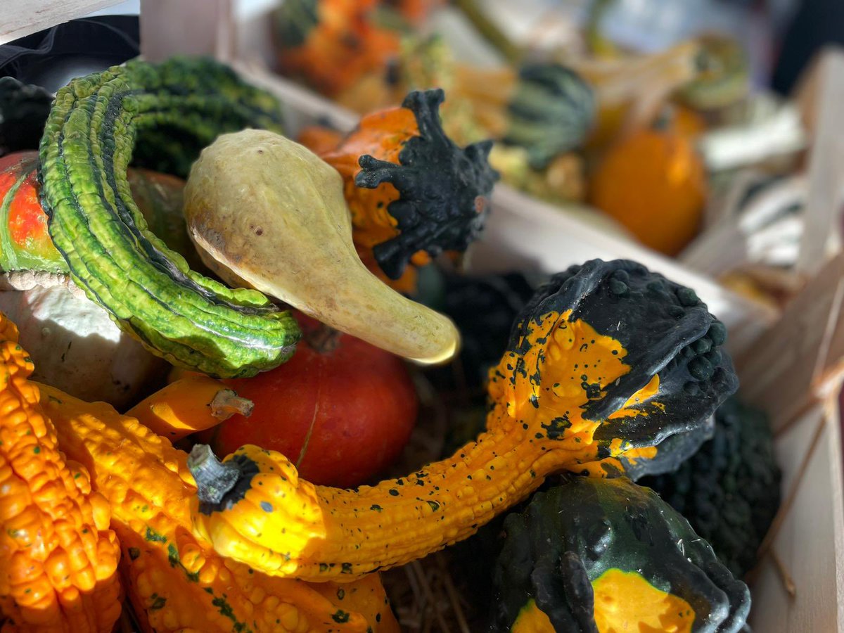These beautiful gourds came in this morning autumn 🍂 is here <a href="/HolroydHowe/">Holroyd Howe</a> <a href="/TrinitySeniorSc/">Headmaster</a> #trinitylife