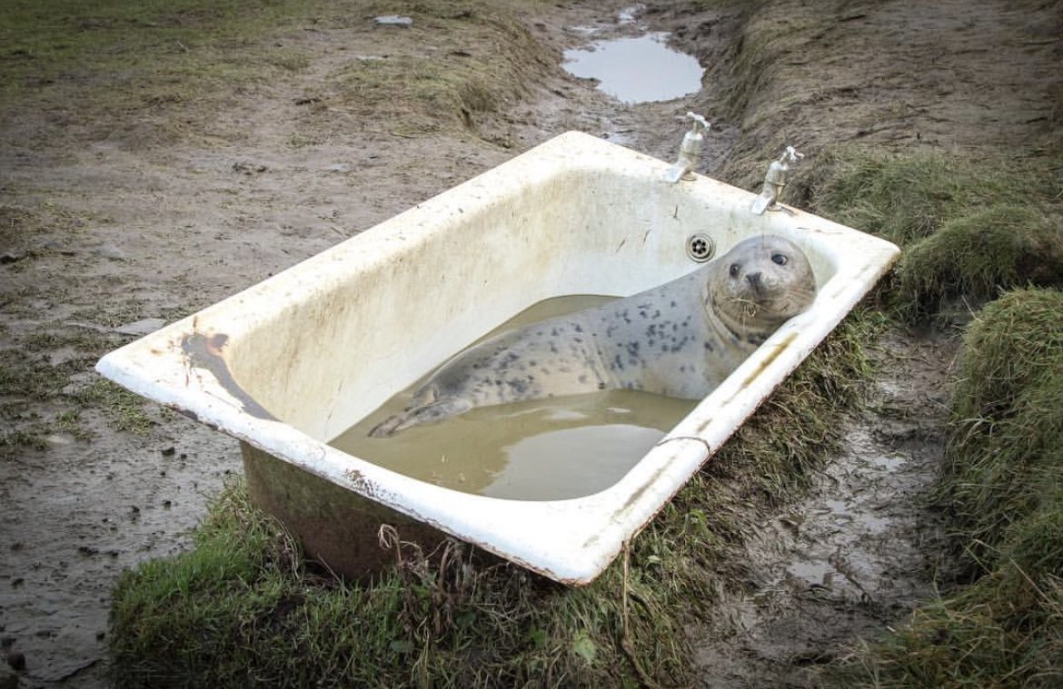 Karen Munro (@kasmunro) on Twitter photo <a href="/HI_Voices/">H&I Voices</a> It’s amazing what you can find in them, this was a few years back on the Island of Stroma, off the Caithness Coast 🦭 🛀 <a href="/HI_Voices/">H&I Voices</a> It’s amazing what you can find in them, this was a few years back on the Island of Stroma, off the Caithness Coast 🦭 🛀