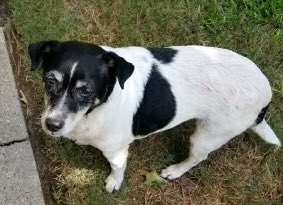 Springfdtx's tweet photo. Meet Mama. She was brought to Spring Fire for a microchip check. Because she was chipped we quickly found out her name, address and human’s name so the wonderful neighbor who brought her in will be able to reunite her with her family. #microchipyourpets #microchipswork #springtx https://t.co/MmQWLWJnT2