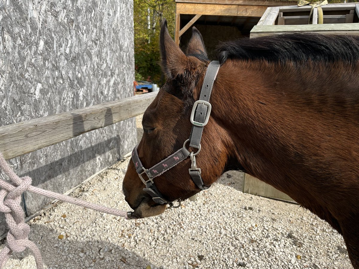 BaysicChestnut's tweet photo. Piper says trotting sideways is hard and pointless https://t.co/38c2IGiwHS