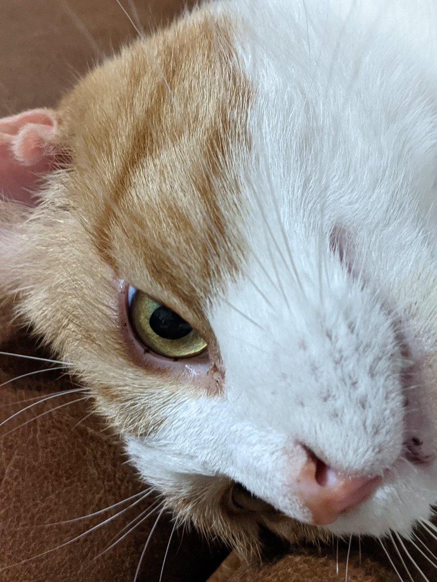 annegjoseph's tweet photo. @JortsTheCat Yes https://t.co/n0kiT2ZQS9