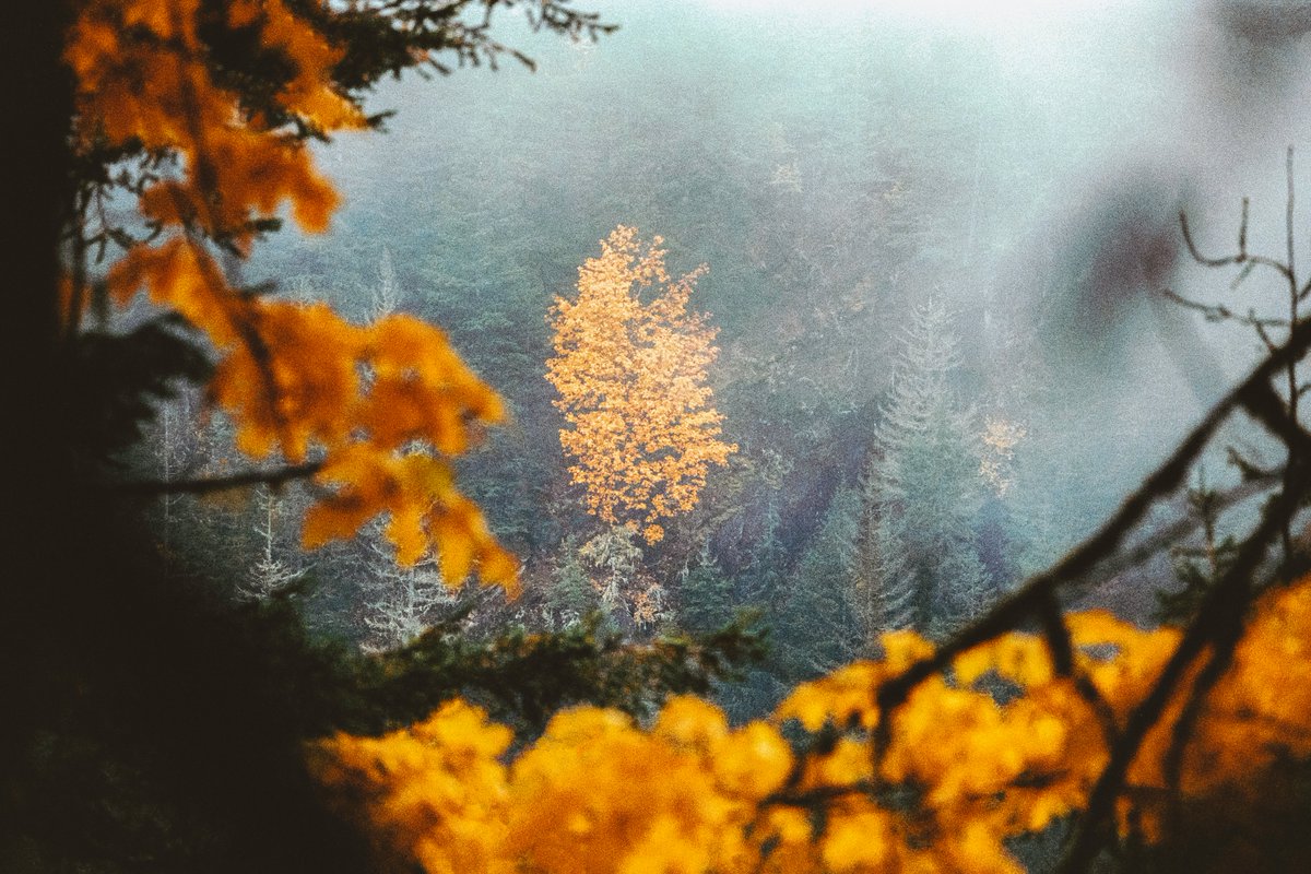 johncwingfield's tweet photo. Autumn mood on 35mm film https://t.co/WqIlyqXJX7