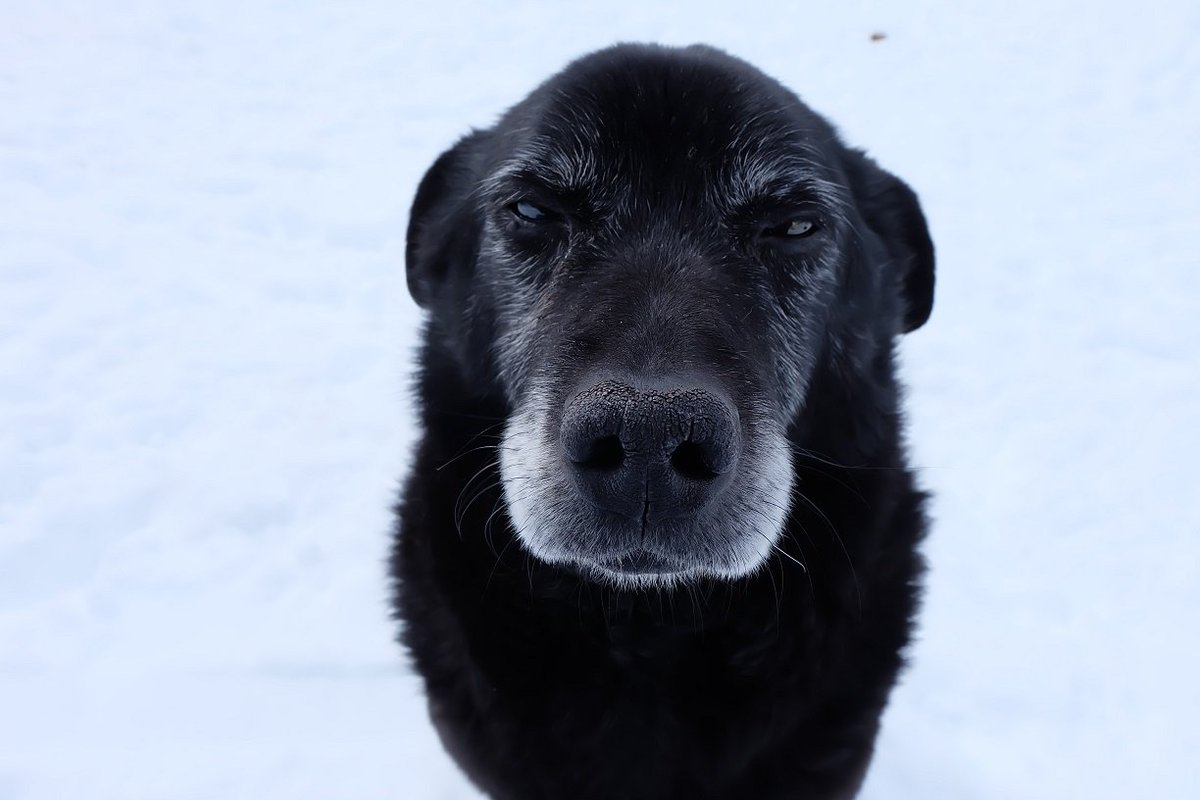 MeteoPirineos tweet media