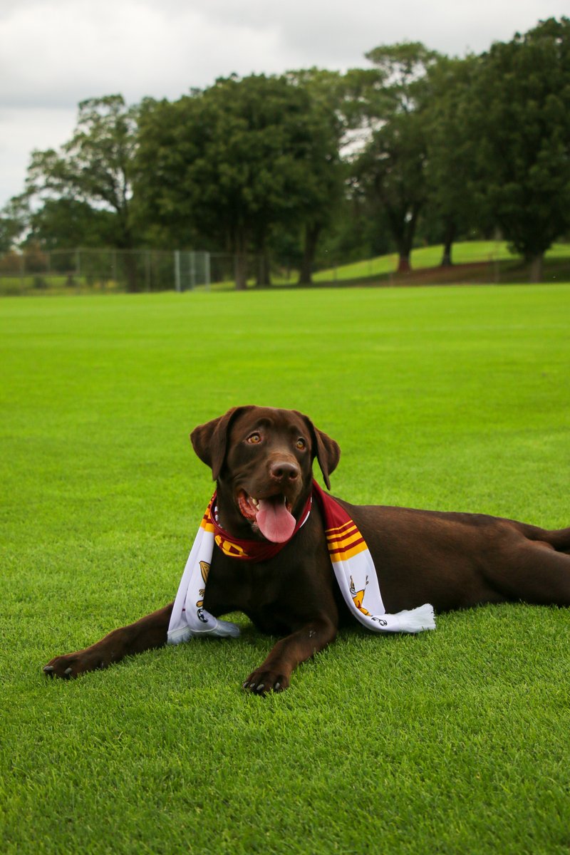 GopherSoccer's tweet photo. 🐶🧣⚽️

With purchase of a ticket package to our game 𝐓𝐇𝐈𝐒 Sunday, you can get a scarf!

Don't you love our models?🤗

🎟️ https://t.co/1aULxAiVEy

#ThisIsHome | #Gophers〽️ https://t.co/d0m6Tqj8t5