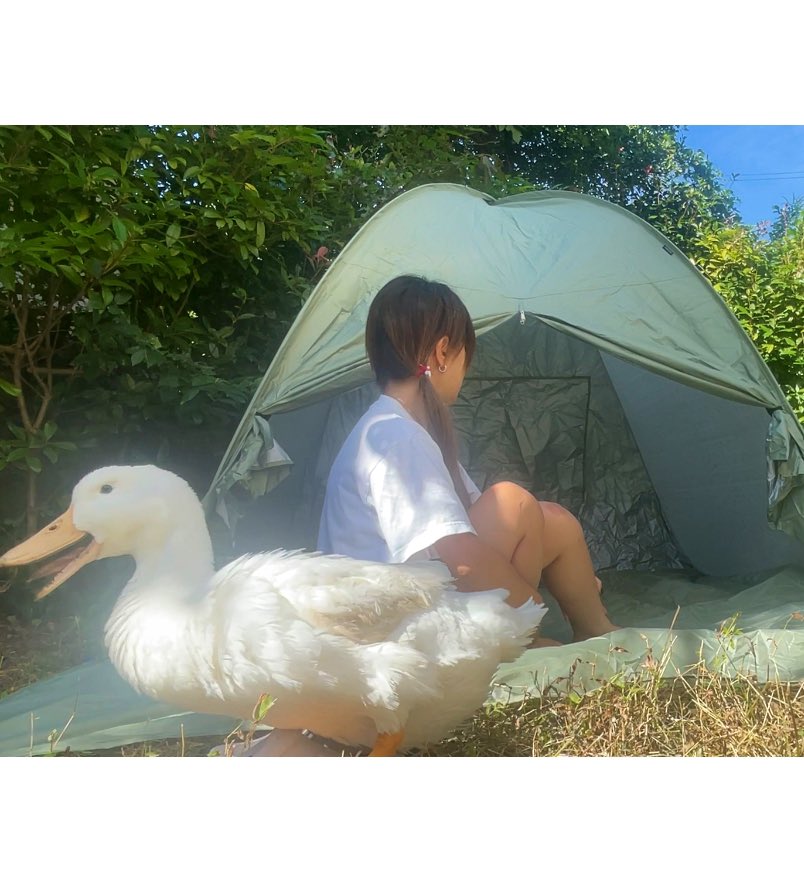 「仕方ないから自宅でグランピング設営することにしましたここなら大型犬もデカいアヒル」|石川真衣/版画家のイラスト