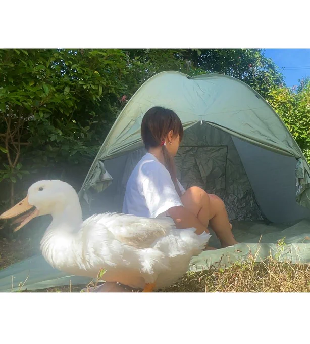 仕方ないから自宅でグランピング設営することにしましたここなら大型犬もデカいアヒルも可です 