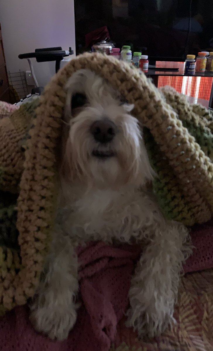 MildMiles4's tweet photo. I ❤️ My Blankie! #DogsLife  #doglovers  #DogsofTwittter https://t.co/RmBENLQYpE