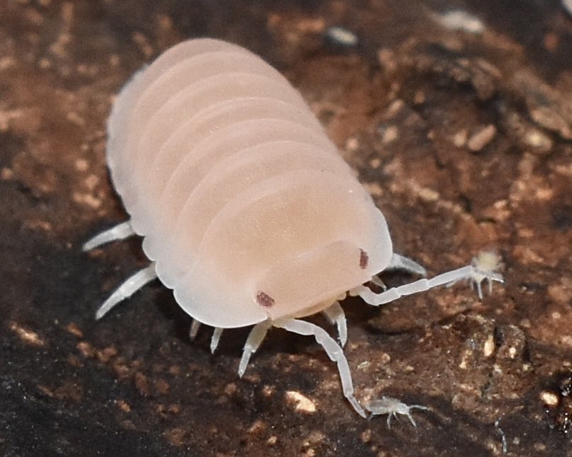 ʍìժօɾì 🪲 on Twitter "RT crevicedwelling Cubaris murina “Papaya” have