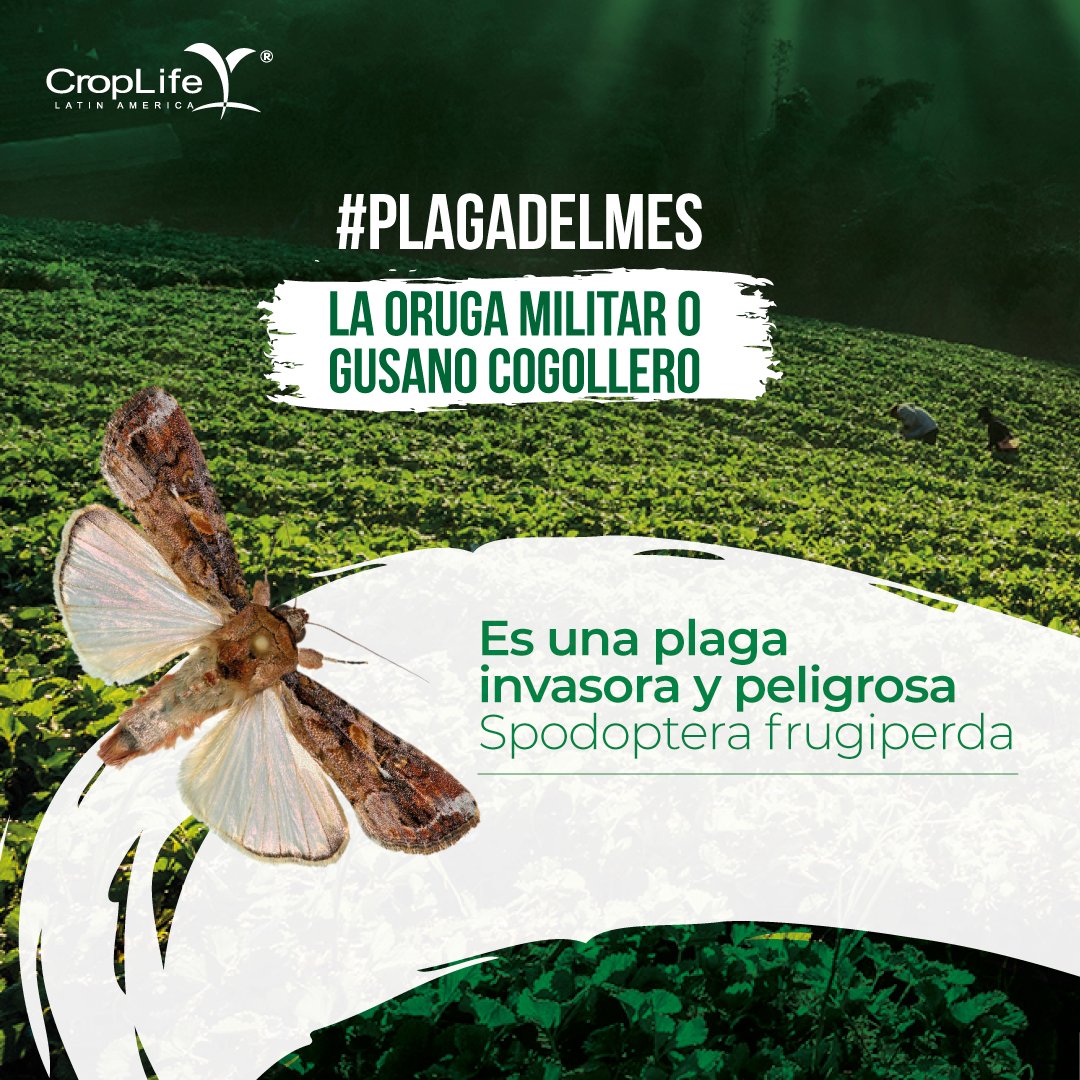 CropLifeLatinAmerica tweet media