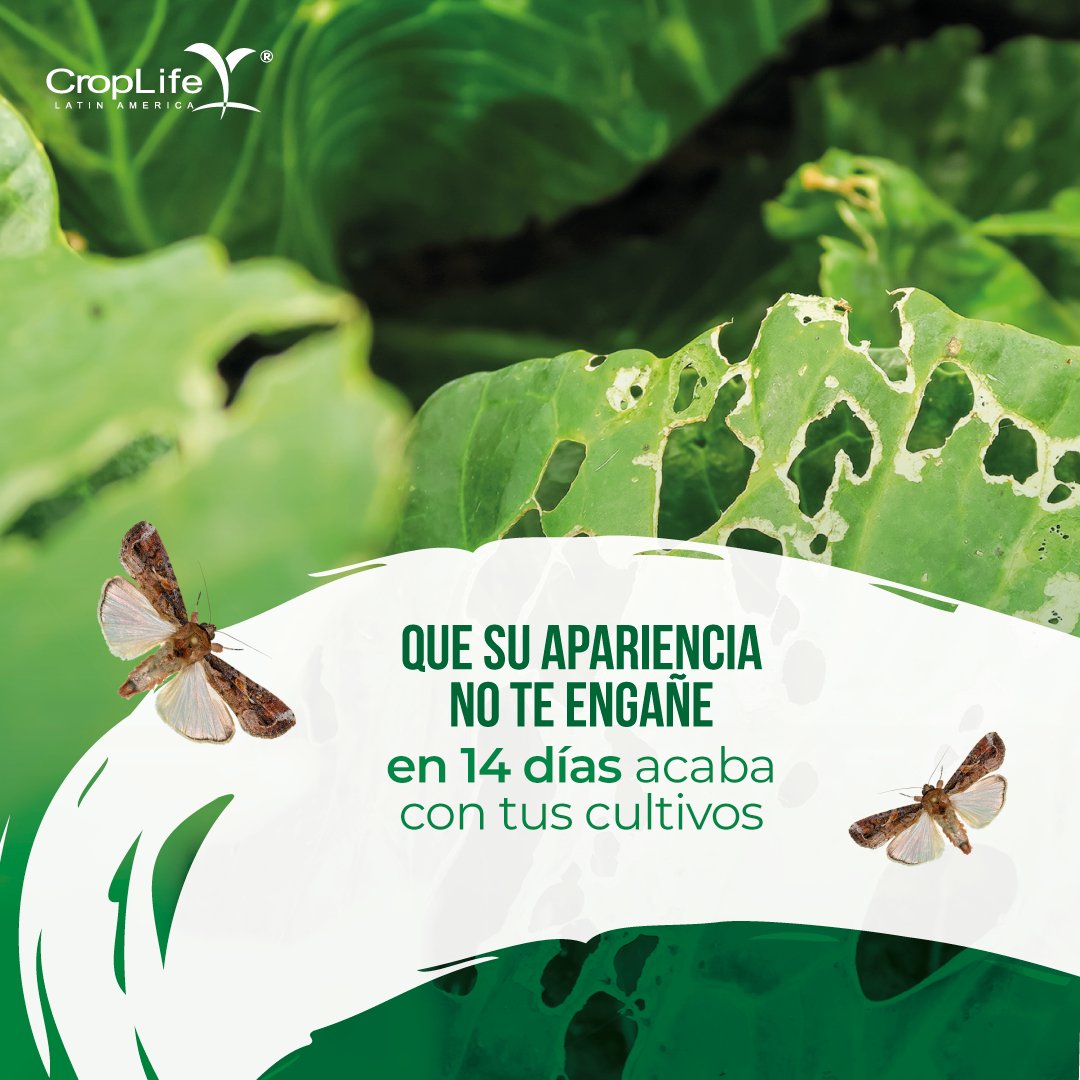 CropLifeLatinAmerica tweet media