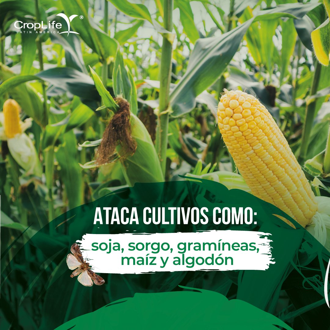CropLifeLatinAmerica tweet media