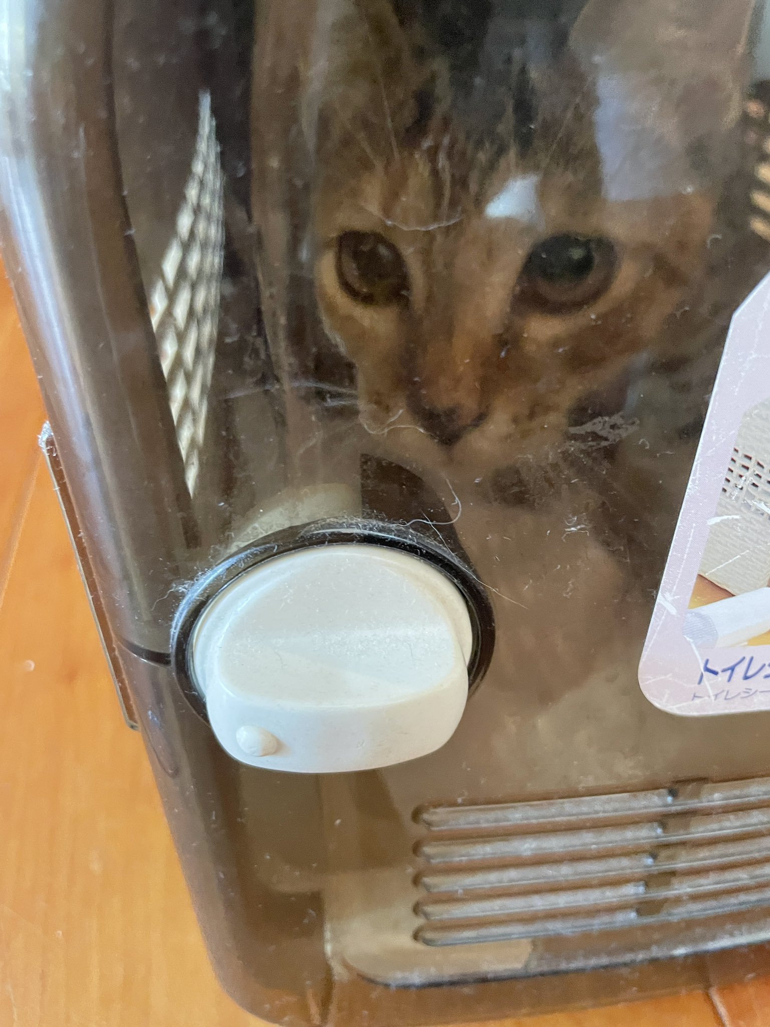 サビトラ猫 Twitter Search Twitter