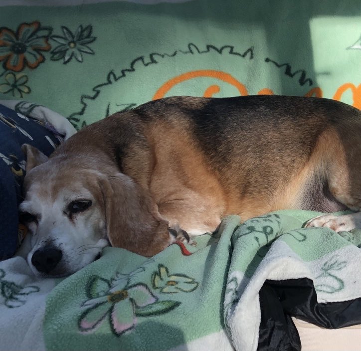 LolaPatolla's tweet image. Pals! 
We have a 10 yr old beagle boy who needs to be rehomed to an adult only home due to a bite incident.
Trying to save this senior  beagle boy from a full kill shelter. He has lived w/other dogs. 
Anyone want to take a chance on Fergus? 💔 NC/SC-Mom can help transport beyond.