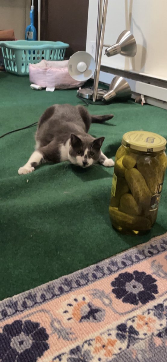 olliethegr8's tweet photo. this jarr of pickols is mahssive https://t.co/ksBr60ZnJl
