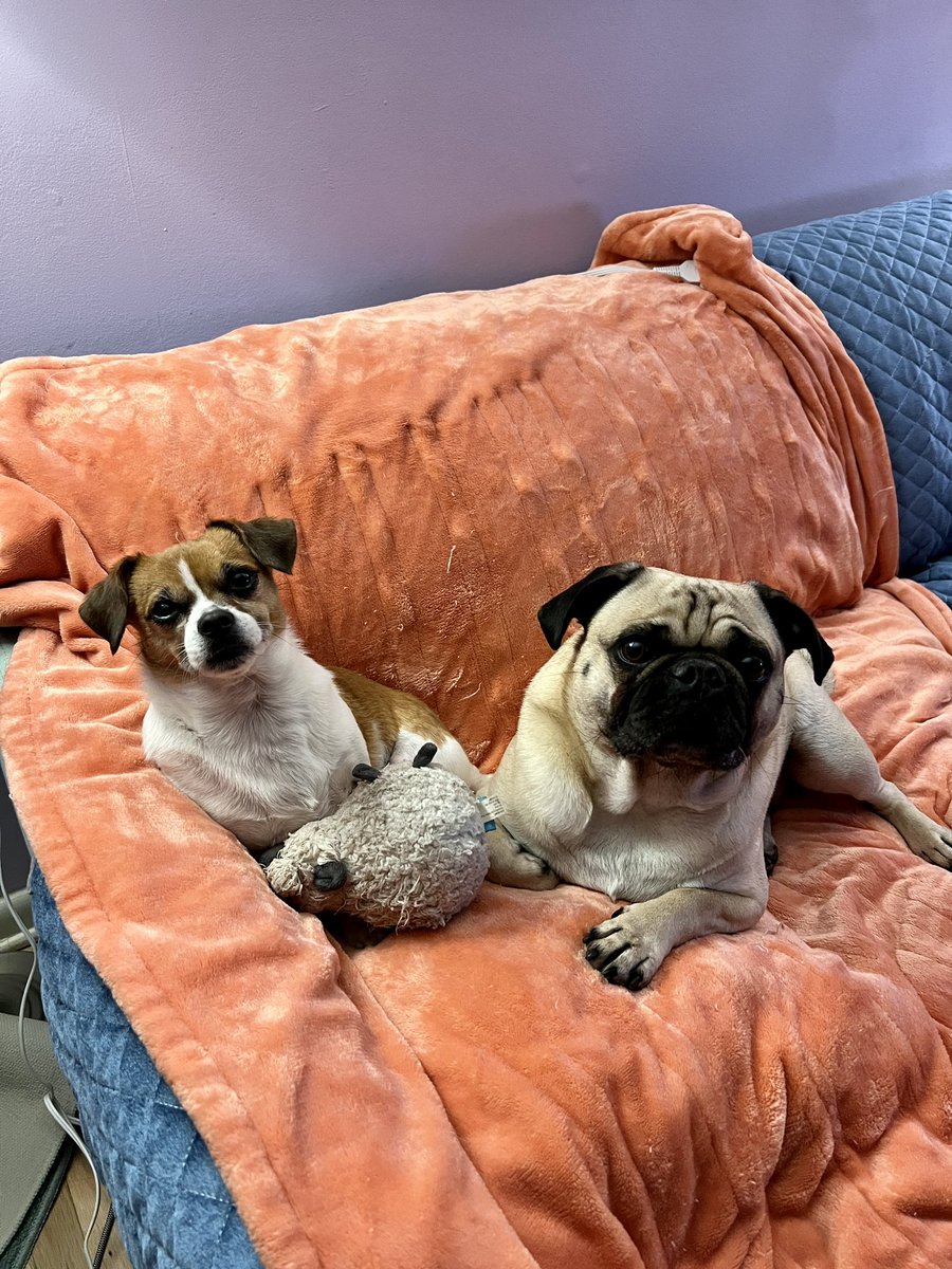 SMDspeaks's tweet photo. @JohnFetterman @LeviFetterman Happy electric blanket season from John Bender and Bruce Springsteen, Philly #dogsforfetterman https://t.co/WCRJUXdBDq