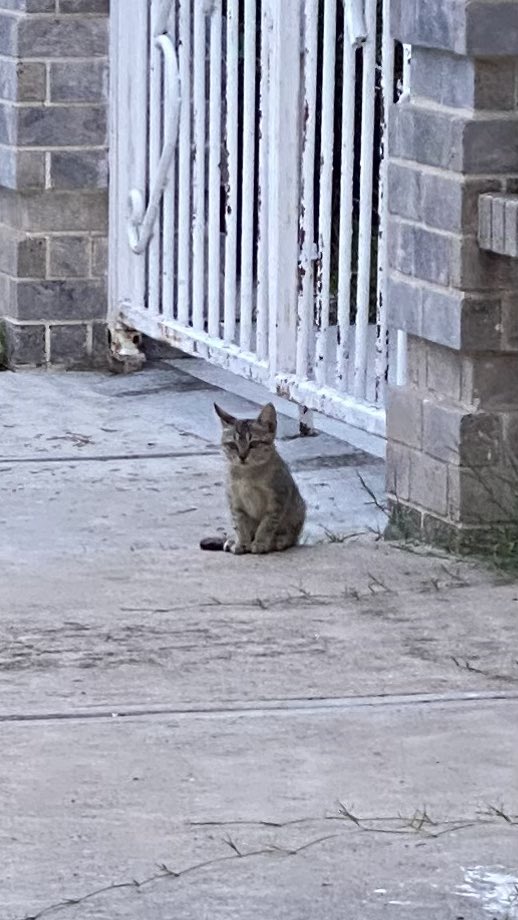 GenesisSotoH's tweet photo. un gatito y un perrito https://t.co/1krtQSTZ0V