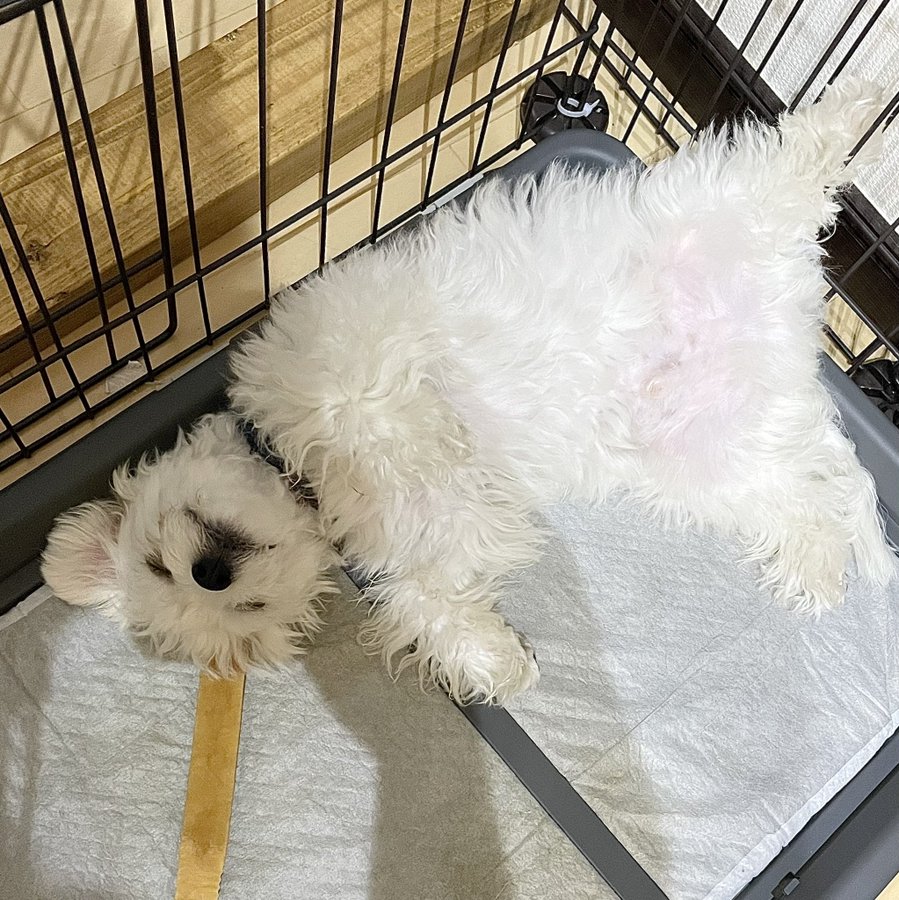 秋田 ペットショップ売れ残りの犬を引き取りたい時は 譲渡会場所や里親費用22年の最新速報 ワンコと一緒にハッピーライフ