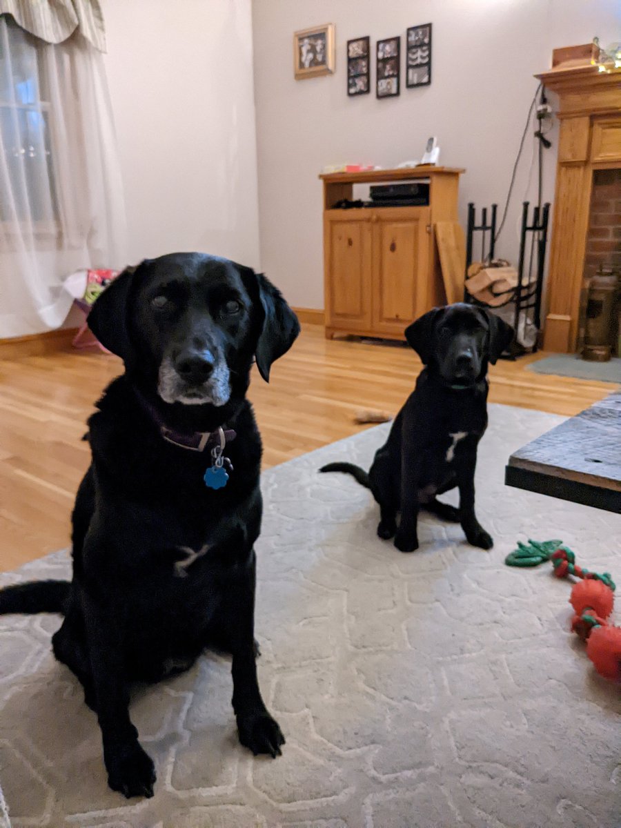arithisvolin's tweet photo. @dog_rates @subaru_usa My old lady Emma is 12.5, rescued her 11.5 years ago, my little guy Oscar is 4.5 months old, we rescued him 2 months ago. Living their best lives on 2.5 acres of land with my full breed red lab not pictured. https://t.co/hPowHP4SlG