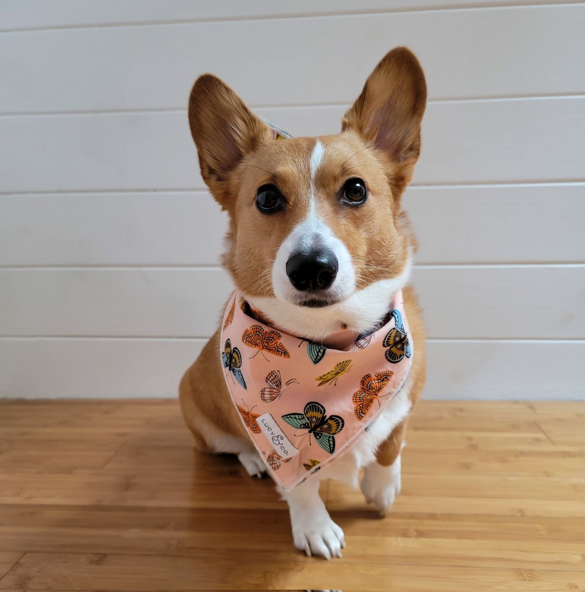 It's October 3rd and feeling so fetch! 💋 #corgi #corgipuppy #einzelda #CorgiCrew #corgioftwitter #dog #dogsoftwitter #doggy #MeanGirlsDay #MEANGIRLS #Pink #fashionstyle #FashionModel