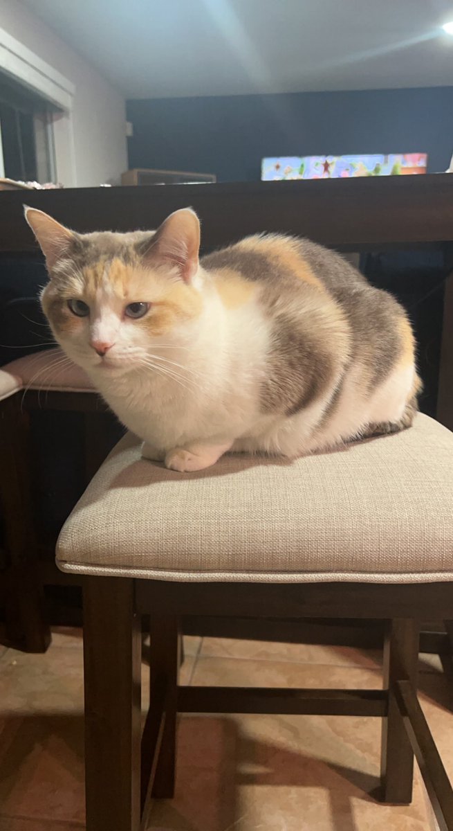 Panko A. Cat’s Mom (@fatfatpankocat) on Twitter photo 