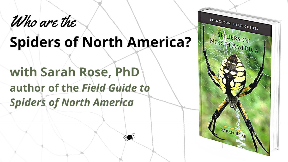 scotlib's tweet photo. 🕷️We're all around you, but what do you really know about us spiders &amp; all the good stuff we do for you?
Get to know your spider neighbors with Dr. Sarah Rose, who wrote the book on us! She'll be on Zoom on Thurs Oct. 13 at 7pm. Register:https://t.co/CspV0srJFN   @hiwearespiders https://t.co/kr561XRIRy