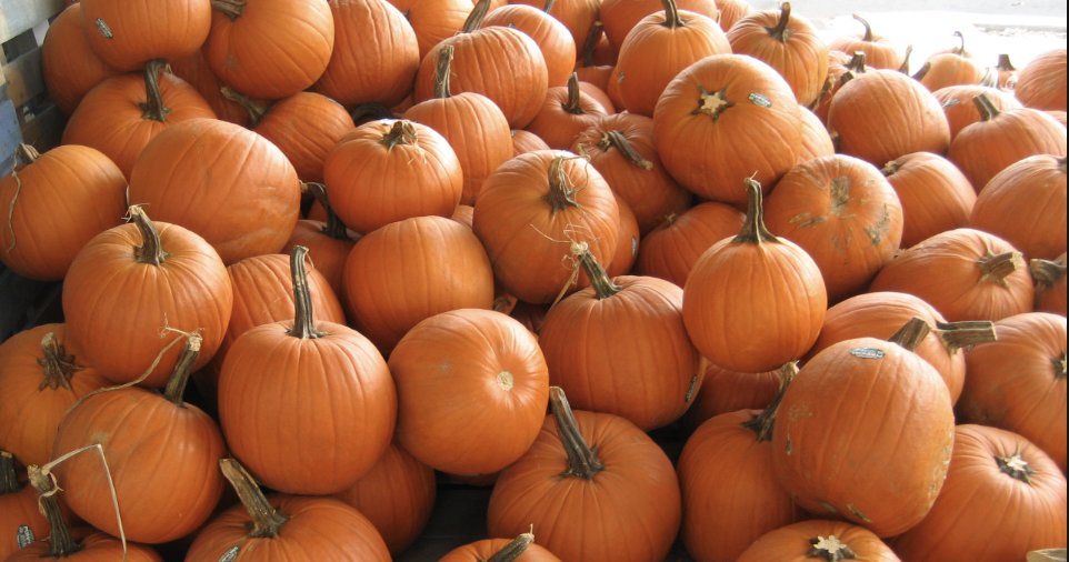 SvilleHSLib's tweet photo. What's the ratio of a pumpkin's circumference to its diameter? pumpkin pi #neverstoplearning #jokeaday #libraryfun #svillebeesjackets https://t.co/Ry0KNHBywl