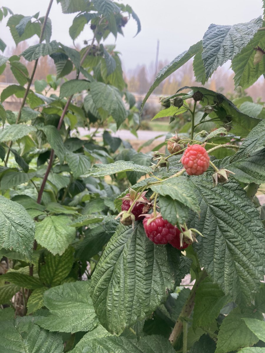 RobMaurer3's tweet photo. If it is really October in the Bulkley Valley, why did I just mow my lawn and pick ripe raspberries? https://t.co/fWO8nqqQ0R