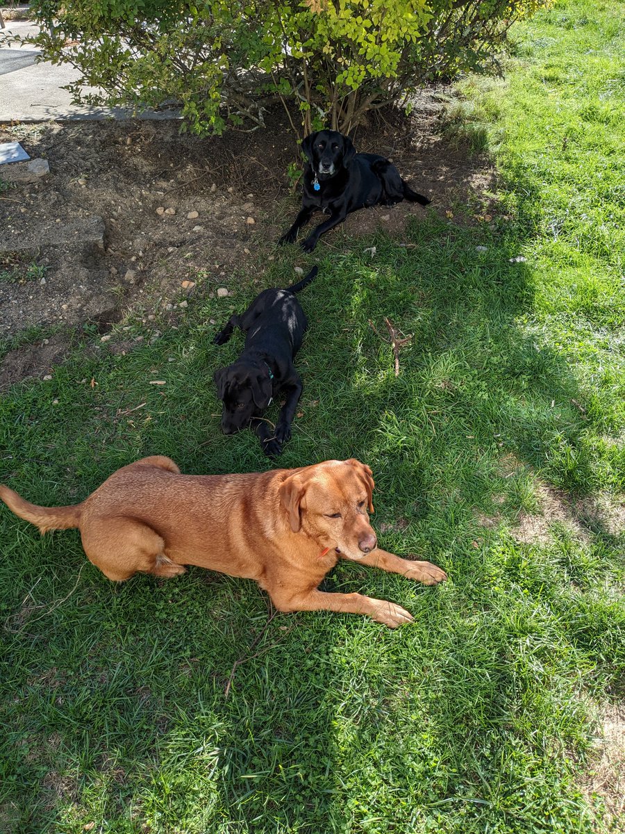 arithisvolin's tweet photo. @dog_rates @subaru_usa Ok I can't not add Dakota with her sister and brother. Clearly they have a ruff life with us. https://t.co/DpMp0EAMak