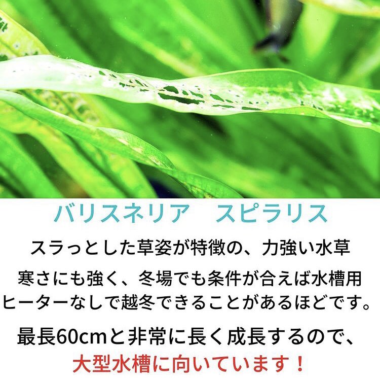 SmartTerra_JP's tweet photo. https://t.co/iC1KF8DDDG