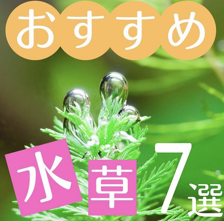 SmartTerra_JP's tweet photo. 「おすすめ水草7選」 https://t.co/RlQIvRQp0E