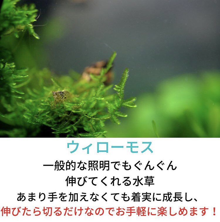 SmartTerra_JP's tweet photo. 「おすすめ水草7選」 https://t.co/RlQIvRQp0E