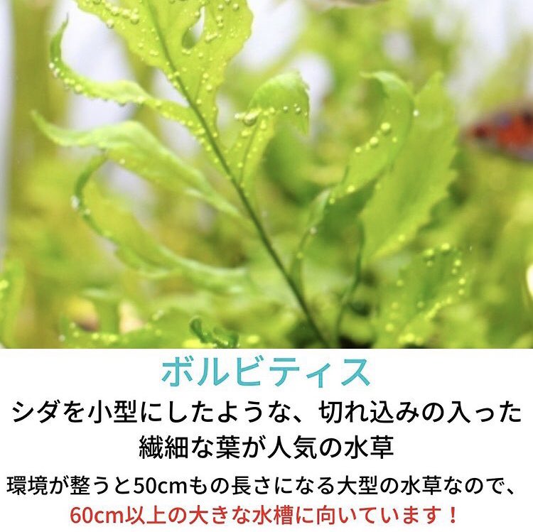 SmartTerra_JP's tweet photo. 「おすすめ水草7選」 https://t.co/RlQIvRQp0E