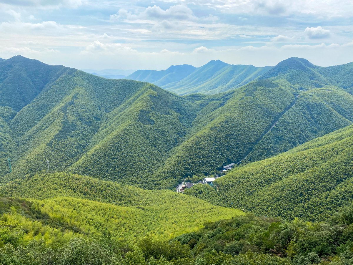 GoJiangsu's tweet photo. Stretching for over 2,300 hectares, the bamboo forest in Liyang, #Jiangsu province is the epitome of Chinese #bamboo culture. Visit the forest to enjoy a breath of fresh air as well as some peace and serenity. #TravelInJS https://t.co/wOfEfIrgKy