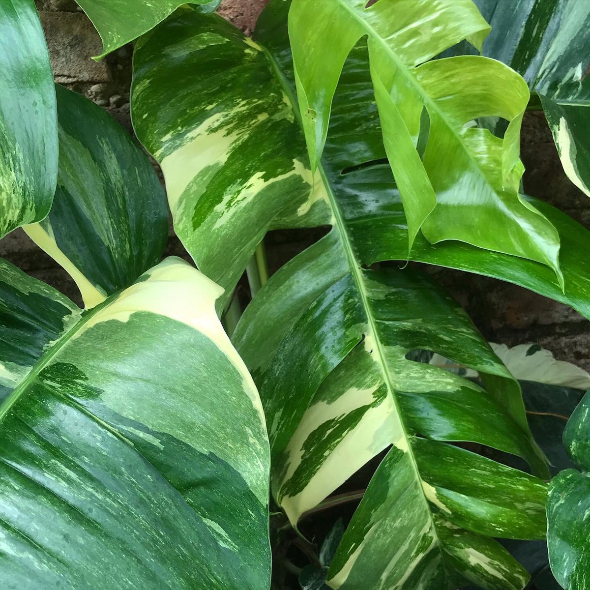 tumbuhsetaman's tweet photo. 🪴: Epipremnum Variegata https://t.co/EMZiVl0neM
