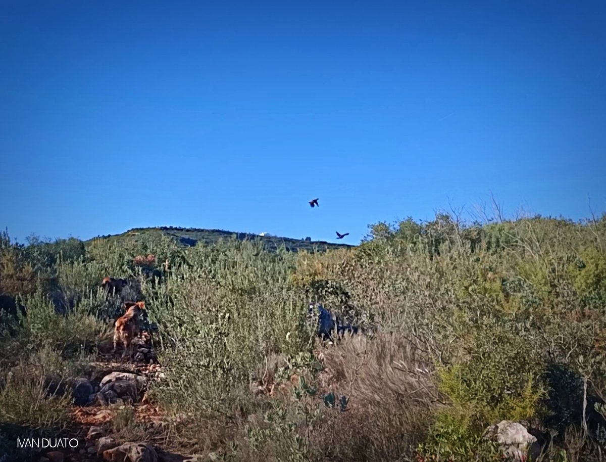 Ivan Duato (@duatoivan_) on Twitter photo 