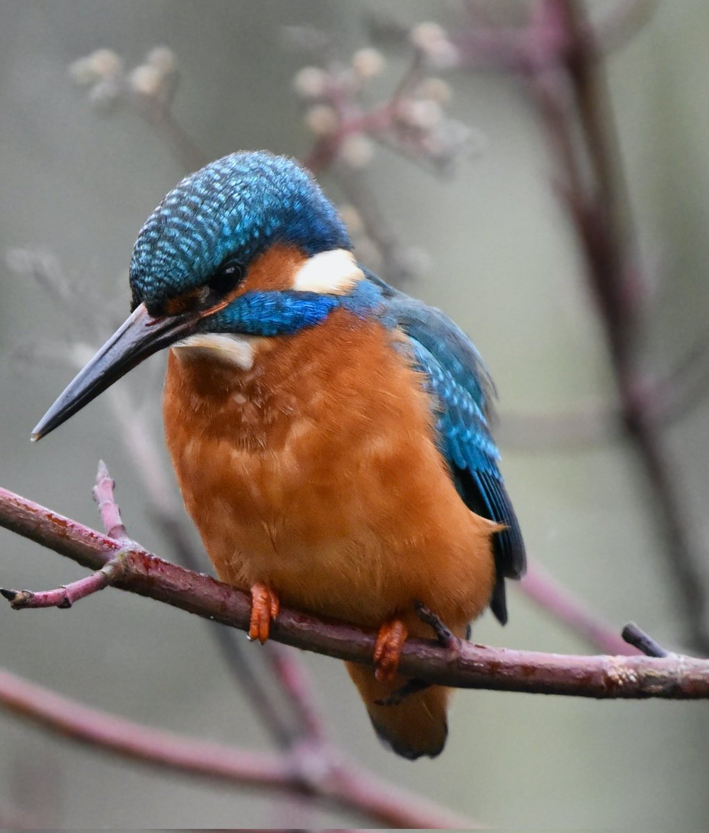 Get closer to the #wildlife (including Kingfishers) on the UK's most bio-diverse urban stretch of river on board #Outram. #zeroemission #electricboat #sustainable @Derby_Canal #DerbyUK #Derbyshire @VisitEngland #lifesbetterbywater @DerbysWildlife