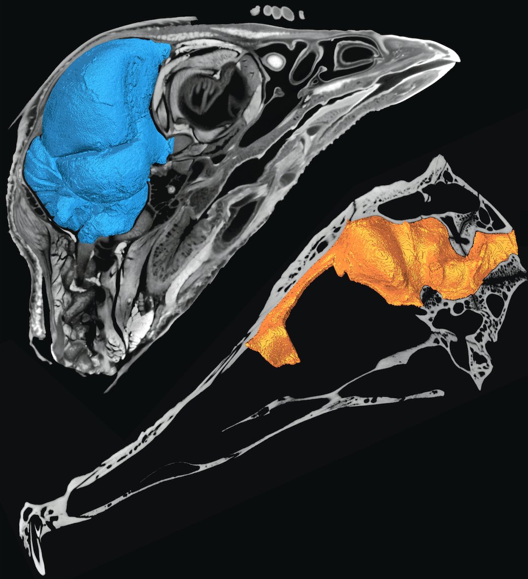 Watanabe Lab @ New York Tech tweet media