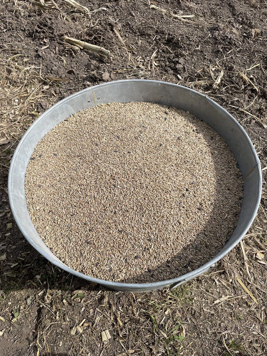 ✅Planting cover crop🌾rye at farm today.  Very dry.  This was corn silage field.  Cover crop for erosion control both wind💨and water💧#covercrops #erosion #conservation Harmony Township, Fillmore County, Minnesota🇺🇸🇺🇸🇺🇸
