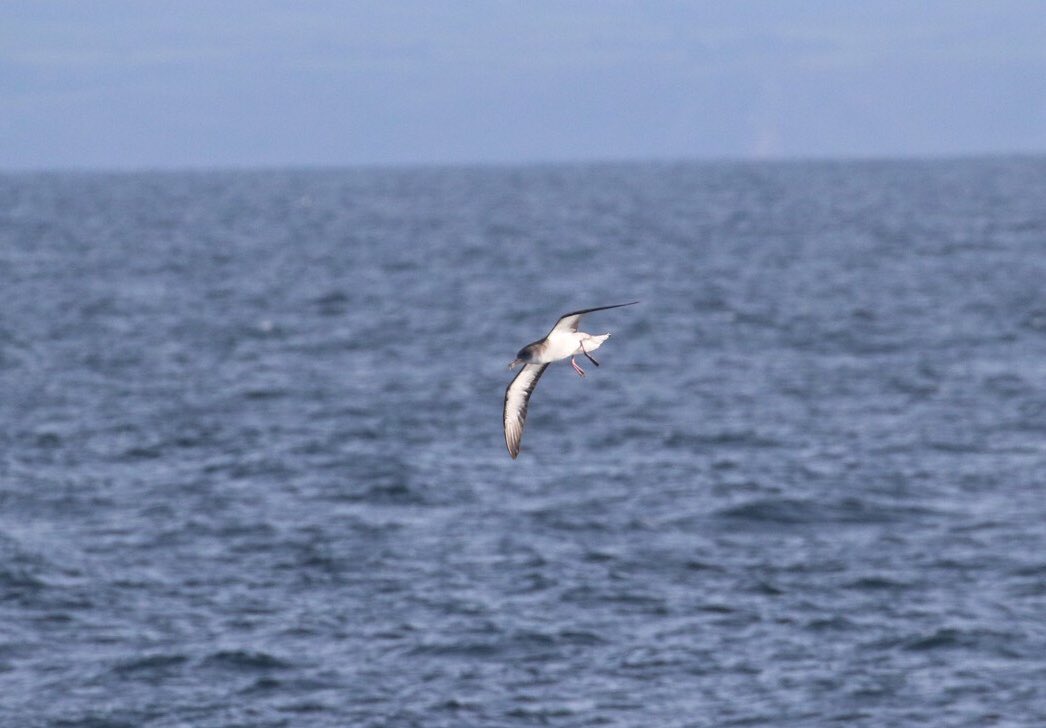 nickwall865's tweet photo. Pretty impressive shearwater spectacle from the Scillonian this morning - one of the best I’ve experienced on this journey in 38yrs of regular visits. @scillybirds https://t.co/QruT1xPChI