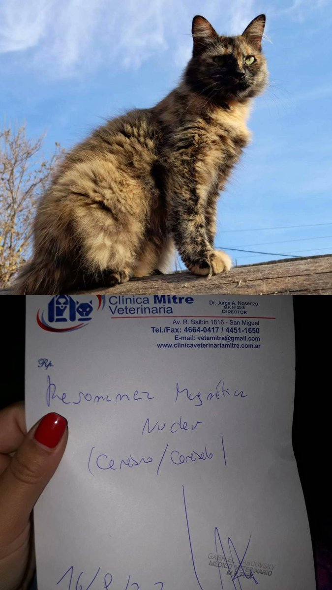 macarenavlljs's tweet photo. hola!! estamos haciendo una rifa para costear el gasto de una resonancia magnética que le tenemos que hacer a nuestra gata Pulga. la llevamos al veterinario por convulsiones que tuvo este último mes y ahora está medicada, pero todavía no sabemos la causa. toda ayuda nos sirve ❤ https://t.co/5Tl1rtiMQV