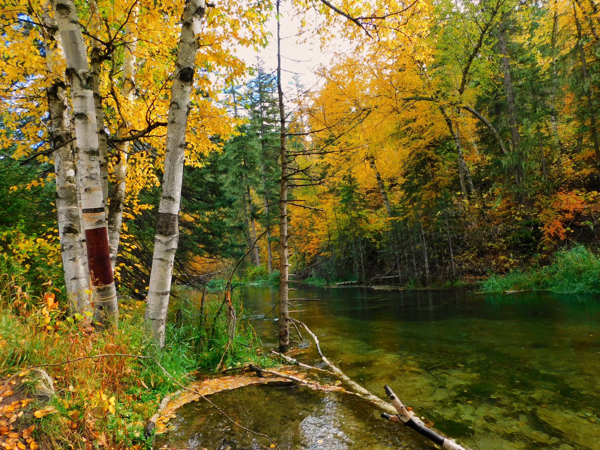 thedarshadodge's tweet photo. If you haven’t made it to Spearfish Canyon for peak leaf-peeping season, I’ve got you! https://t.co/BwT61sVLpT
